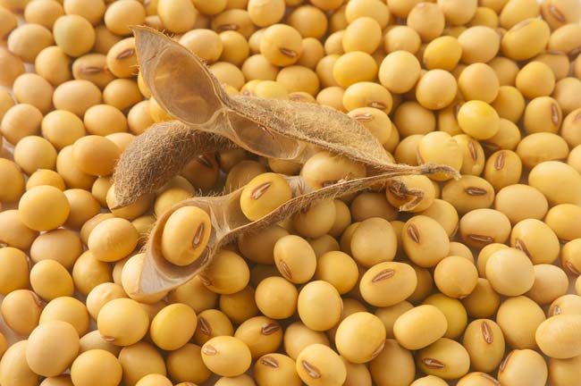 مبيعات فول الصويا الأمريكية تصل إلى 433.5 ألف طن خلال الأسبوع