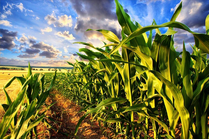 الأرجنتين تخسر 20% من محصول الذرة لهذا السبب