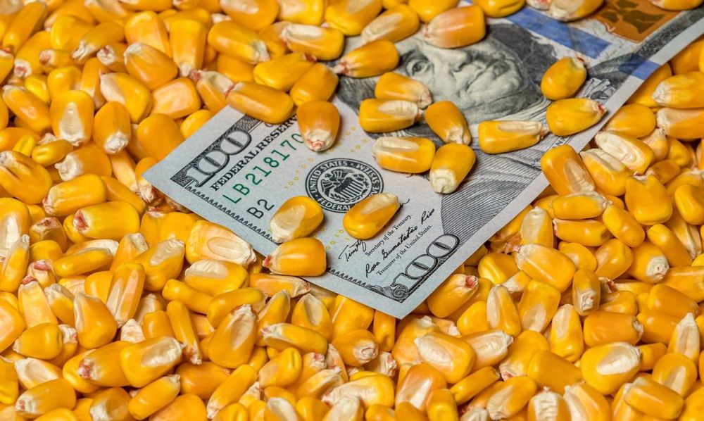 أسعار الذرة تستمر بالنمو في أوكرانيا على الرغم من انخفاض الأسعار العالمية| تفاصيل