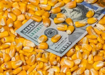 أسعار الذرة في أوكرانيا تستمر في النمو بسبب الطلب القوي.. والطن يتراوح بين 162-166 دولار