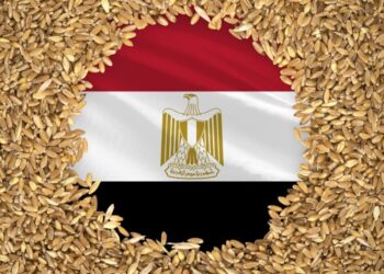 مصر تدرس استيراد القمح من 3 أسواق جديدة