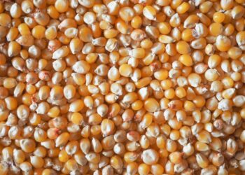 صادرات الحبوب الأوكرانية تتجاوز 43.2 مليون طن