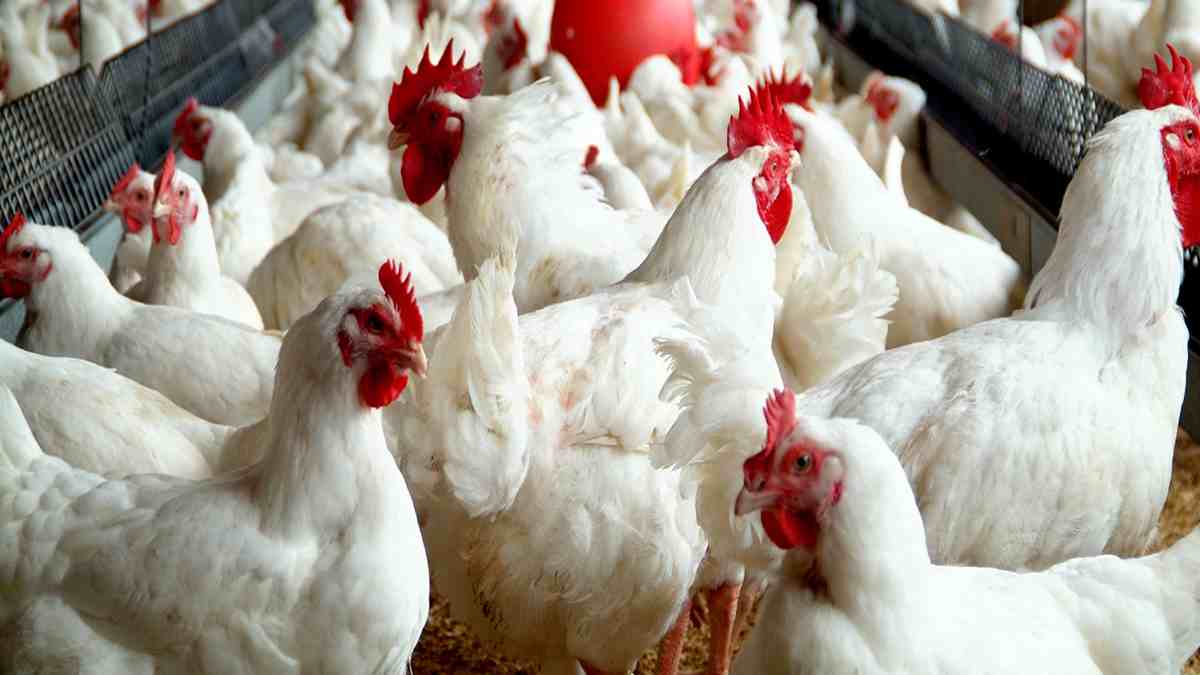 خاص| عبد المغيث: نقص المعروض وراء ارتفاع أسعار الدواجن.. والكيلو يسجل 85 جنيه أرض المزرعة