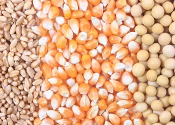 المجلس الدولي للحبوب يرفع توقعاته للإنتاج العالمي فول الصويا ويخفض الذرة والقمح في العام المحصولي 2024-25