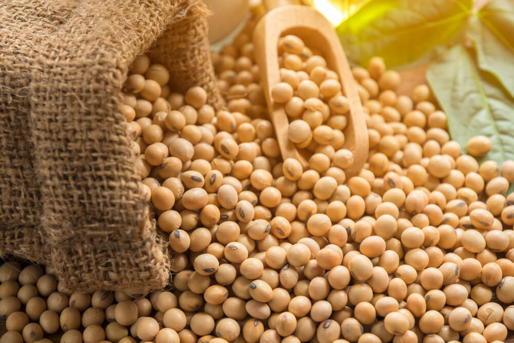 مبيعات فول الصويا الأمريكية تصل إلى 433.5 ألف طن خلال الأسبوع