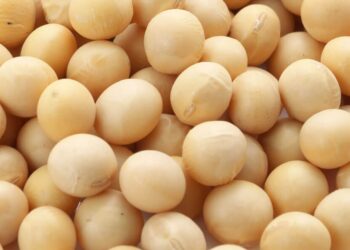 الولايات المتحدة تبيع 414 ألف طن من فول الصويا خلال أسبوع.. ومصر أبرز الوجهات