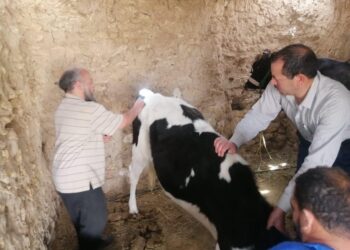 فحص وعلاج 242 رأس ماشية ضمن قافلة بيطرية بمركز الدلنجات في البحيرة