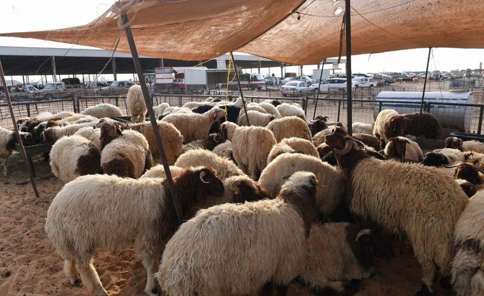 السعودية تستورد أكثر من 850 ألف رأس من الماشية الحية خلال 20 يوماً استعدادًا لموسم الحج