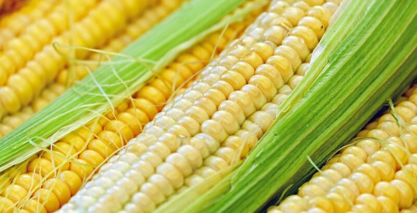 العقود الآجلة للذرة تغلق جلسة الثلاثاء على خسائر هامشية
