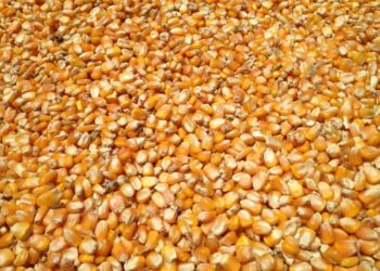 مبيعات الذرة