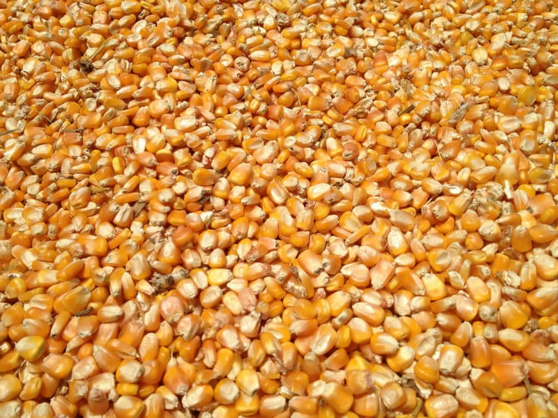 مبيعات الذرة