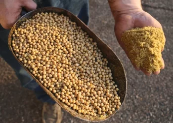 بورصة الحبوب| عقود الصويا تسجل مكاسب وتغلق جلسة الثلاثاء على ارتفاع