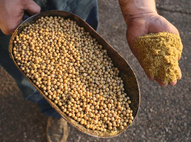 بورصة الحبوب| عقود الصويا تسجل مكاسب وتغلق جلسة الثلاثاء على ارتفاع