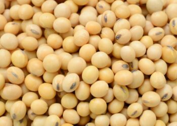 مبيعات الصويا الأرجنتينية تنخفض بنسبة 45٪ في يونيو بسبب فروق أسعار الصرف