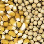 واردات مصر من الذرة وفول الصويا الأوكراني تسجل 3.874 مليون طن و956 ألف طن على التوالي