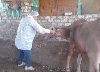 فحص 140 رأس ماشية في قافلة بيطرية إلى مركز أبو حمص بمحافظة البحيرة