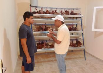 بحوث الصحراء تدعم مزارعي التجمعات بسيناء بمشروعات تربية الدجاج البياض