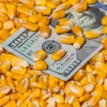 توقعات انخفاض محصول الذرة تساهم بنمو الأسعار في أوكرانيا