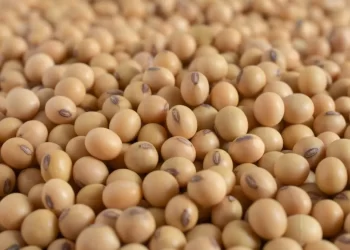 عقود الصويا في بورصة شيكاغو تسجل تغير طفيف بعد تقرير وزارة الزراعة الأمريكية
