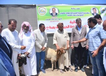 وزير الزراعة ومحافظ مطروح يوزعان 120 كبش من سلالة الأغنام البرقي على المربين