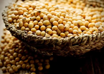 تراجع عمليات التفتيش على فول الصويا الأمريكي المخصص للتصدير عند 261,203 طن