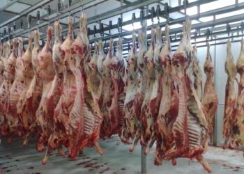 مبيعات لحوم الأبقار