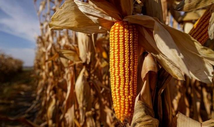 محصول الذرة في بلغاريا الأدنى خلال 10 سنوات بسبب الجفاف