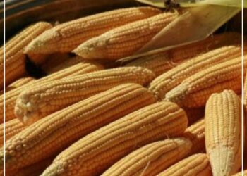 العقود الآجلة للذرة تحقق مكاسب في البورصة البرازيلية بنهاية شهر أغسطس (تقرير)