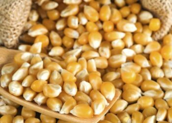 إيكار: روسيا قد تقيد صادرات الذرة