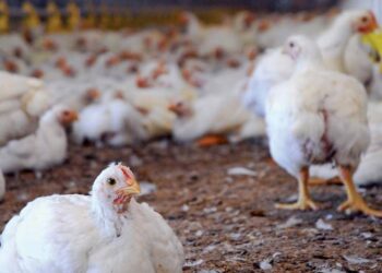 أسعار الدواجن والبيض والكتاكيت اليوم الثلاثاء بالمزارع
