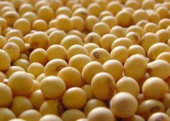 بورصة الحبوب| عقود الصويا تنهي تعاملات الأسبوع على انخفاض طفيف رغم الواردات القوية من الصين