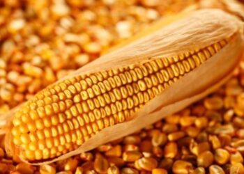 الولايات المتحدة تبيع 847.4 ألف طن من الذرة في الأسبوع