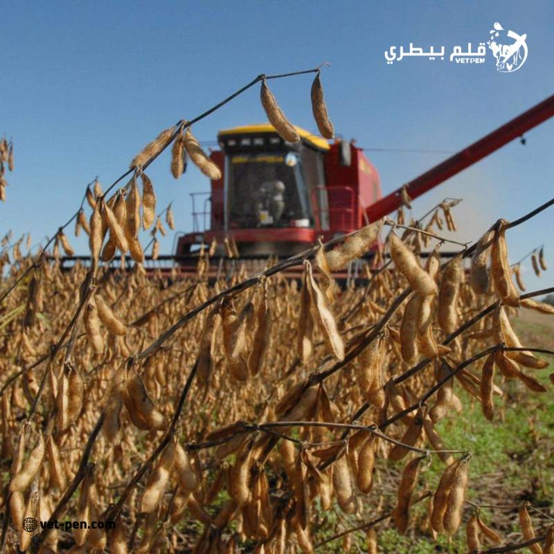أوكرانيا تتوقع ارتفاع إنتاج فول الصويا إلى 6.1 مليون طن في العام الزراعي 2024-25