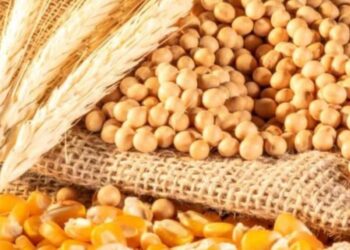 الأرجنتين تخطط لحصاد 143.2 مليون طن من الحبوب والبذور الزيتية في العام الزراعي 2024-25