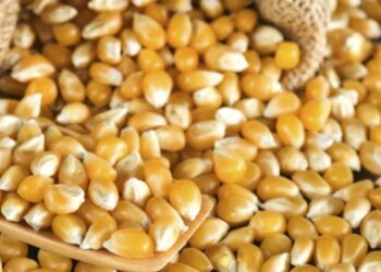 تراجع إنتاجية عباد الشمس والذرة في بلغاريا ورومانيا بشكل كبير