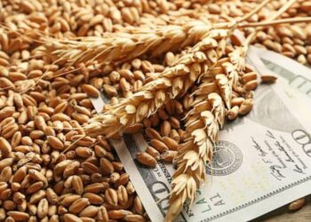مجلس الحبوب التركي: أسعار القمح العالمية تظهر علامات الاستقرار