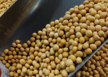 زراعة فول الصويا في الأرجنتين تشهد زيادة بنسبة 7.5% للموسم الحالي