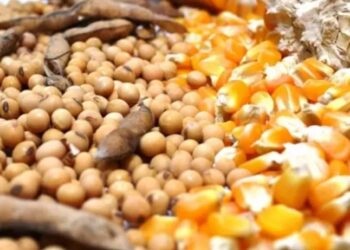 فول الصويا يخفف من توقعات تحسن الطقس في أمريكا الجنوبية