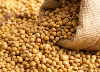 الولايات المتحدة تبيع 1.47 مليون طن من فول الصويا خلال الأسبوع