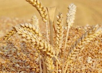 صادرات أوكرانيا من الحبوب تصل إلى 8.2 مليون طن
