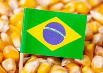البرازيل تستورد 600 ألف طن من الذرة منذ بداية عام 2024