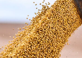 الولايات المتحدة تبيع 1.57 مليون طن من فول الصويا خلال أسبوع