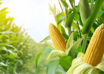 بورصة الحبوب: أسعار الذرة يحقق الهدف الإيجابي وترتفع خلال جلسات اليوم