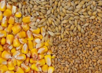 زيادة ضريبة تصدير القمح الروسي وخفض الرسوم الجمركية على الذرة في الفترة من 22 إلى 29 أكتوبر