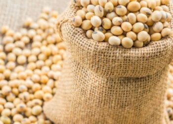 بيع 116 ألف طن من فول الصويا الأمريكي إلى الصين و136 ألف طن من الذرة للمكسيك
