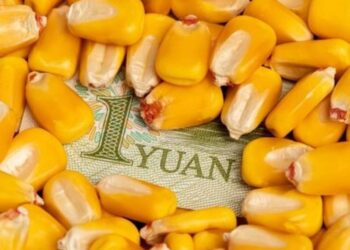 ارتفاع أسعار الذرة في الصين بسبب تدابير التحفيز وانخفاض الواردات