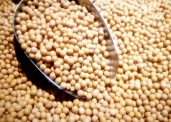 عقود الصويا تتراجع إلى أدنى مستوى لها منذ أكثر من شهر بنهاية تعاملات الإثنين