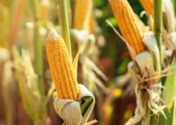 بورصة الحبوب: زراعة الذرة في الأرجنتين تصل إلى 13.7%