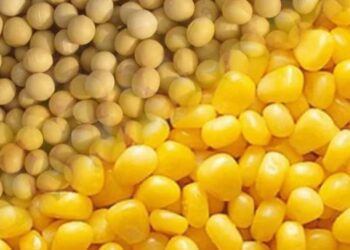 الخبراء يتوقعون انخفاض إنتاج القمح في الأرجنتين والذرة والصويا دون تغيير