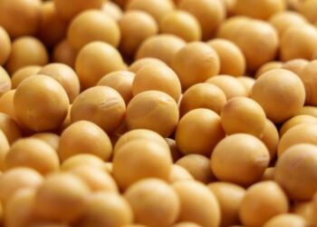 بورصة الحبوب| عقود فول الصويا تنخفض بسبب الضغط من الحصاد الأمريكي وتوقعات الطقس في البرازيل